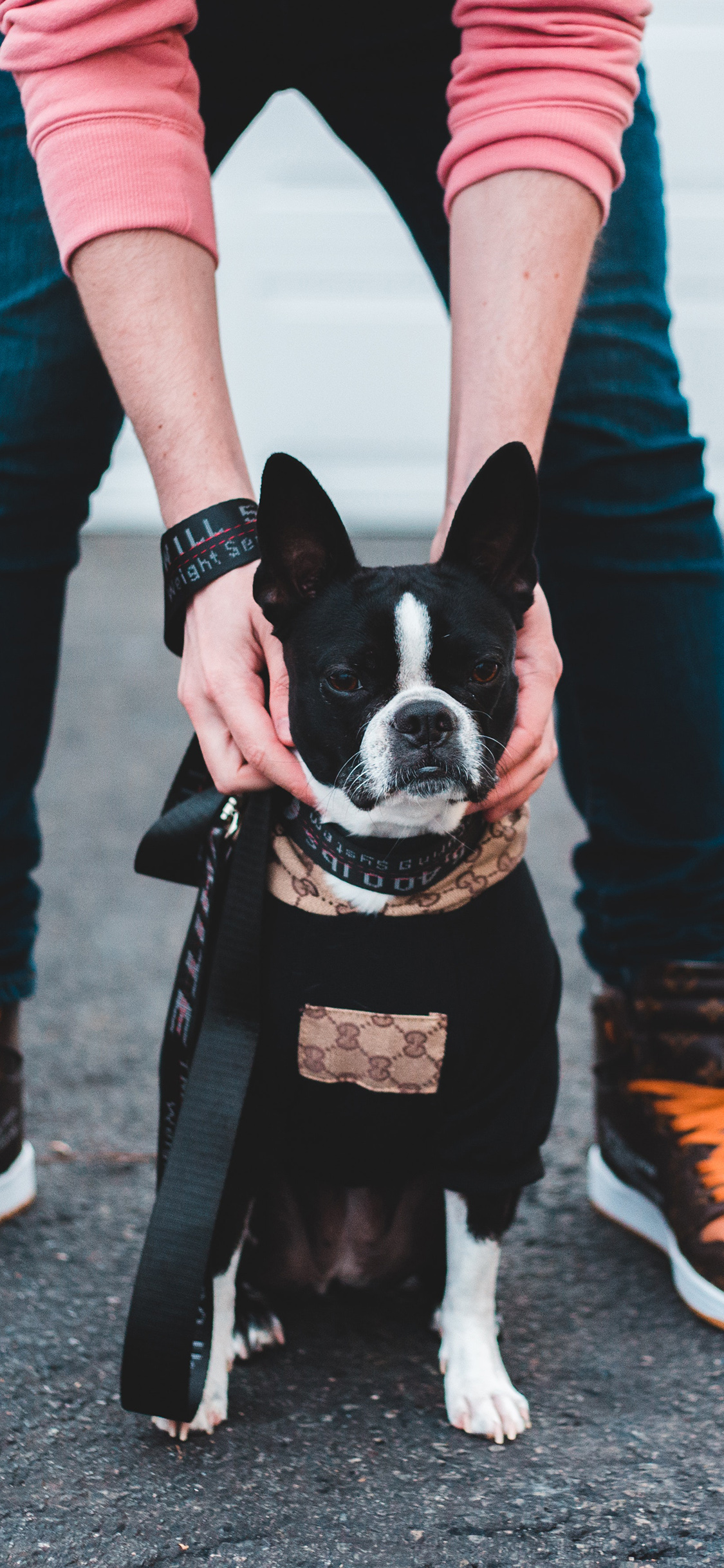 [2436×1125]斗牛犬 汪星人 狗 宠物 苹果手机壁纸图片