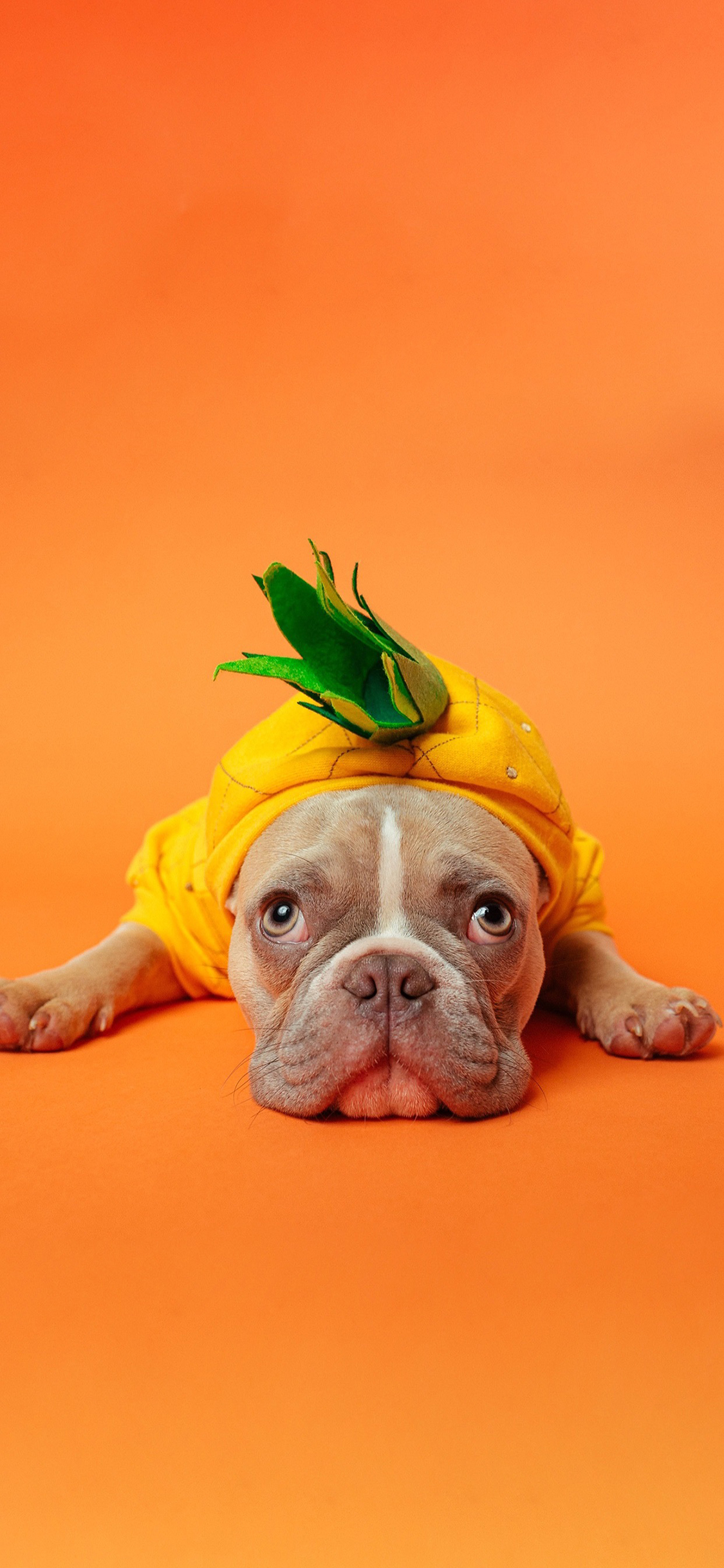 [2436×1125]斗牛犬 狗 橘色 狗 宠物 趴 苹果手机壁纸图片