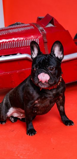 [2436x1125]斗牛犬 狗 汪星人 吐舌 五百万 苹果手机壁纸图片