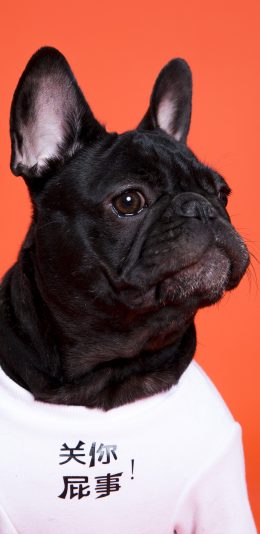 [2436x1125]斗牛犬 狗 汪星人 宠物 关你屁事 苹果手机壁纸图片