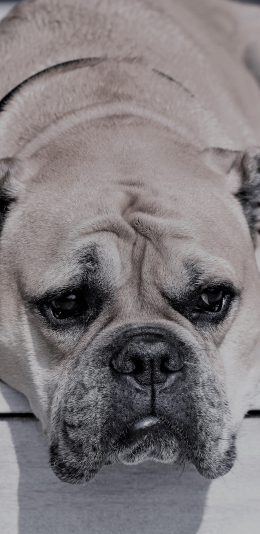 [2436x1125]斗牛犬 狗 汪星人 宠物 趴 苹果手机壁纸图片