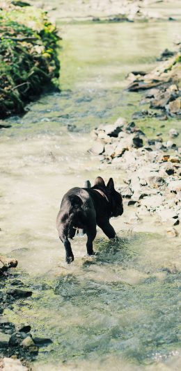 [2436x1125]斗牛犬 狗 汪星人 宠物 过河 苹果手机壁纸图片