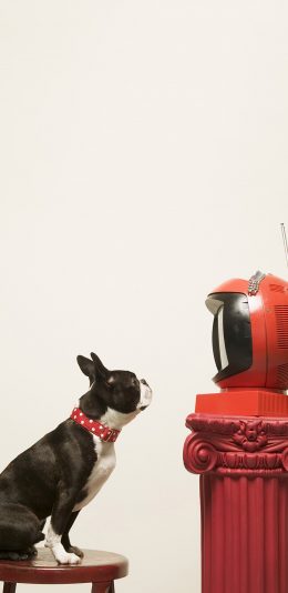 [2436x1125]斗牛犬 狗 法斗 宠物 汪星人 可爱 苹果手机壁纸图片