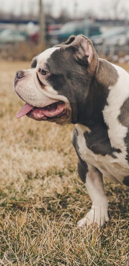 [2436x1125]斗牛犬 草地 宠物 犬类 苹果手机壁纸图片