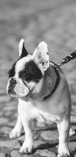 [2436x1125]斗牛犬 黑白 狗 汪星人 宠物 狗绳 苹果手机壁纸图片