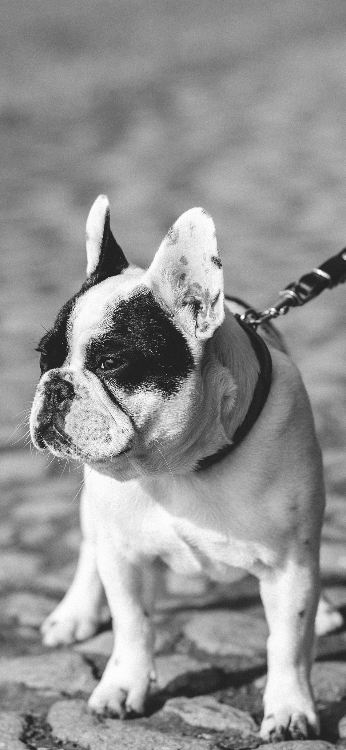 [2436×1125]斗牛犬 黑白 狗 汪星人 宠物 狗绳 苹果手机壁纸图片