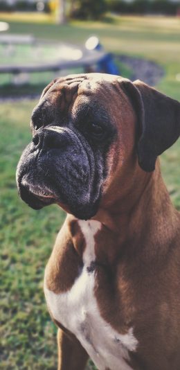 [2436x1125]斗牛獒犬 犬类 草地 苹果手机壁纸图片