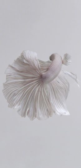 [2436x1125]斗鱼 尾巴 唯美 白色 美丽 苹果手机壁纸图片