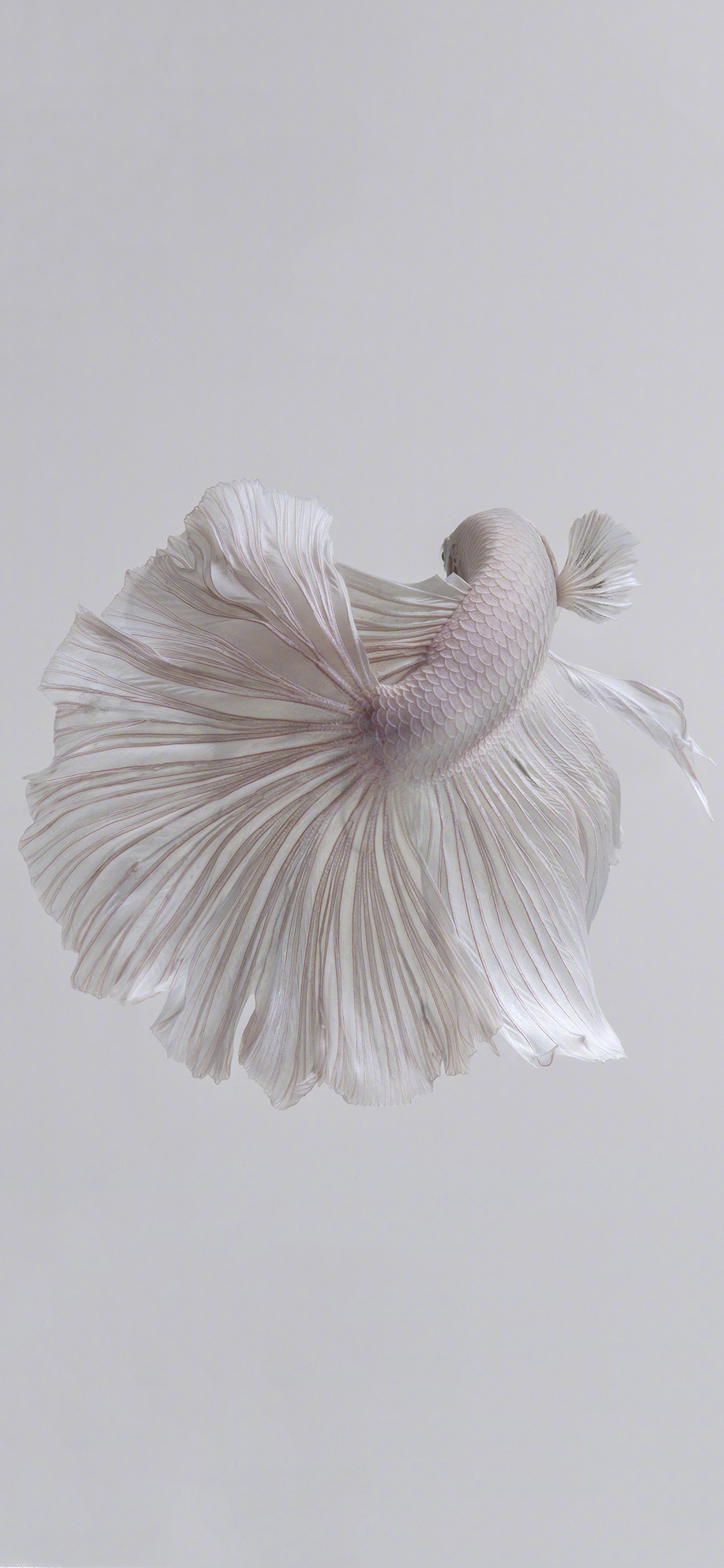 [2436×1125]斗鱼 尾巴 唯美 白色 美丽 苹果手机壁纸图片