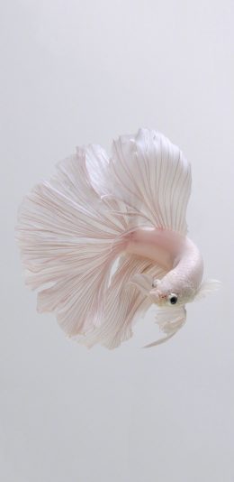 [2436x1125]斗鱼 尾巴 唯美 美丽 白色 苹果手机壁纸图片