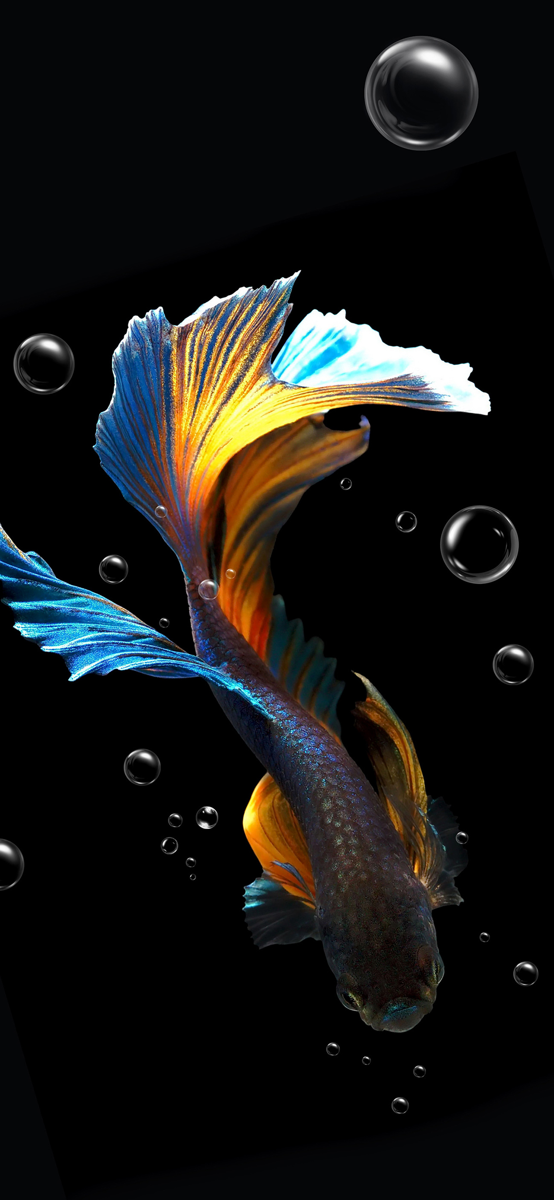 [2436×1125]斗鱼 尾巴 泡泡 唯美 游动 鳞片 苹果手机壁纸图片