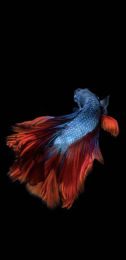 [2436x1125]斗鱼 尾巴 美丽 唯美 黑色 苹果手机壁纸图片