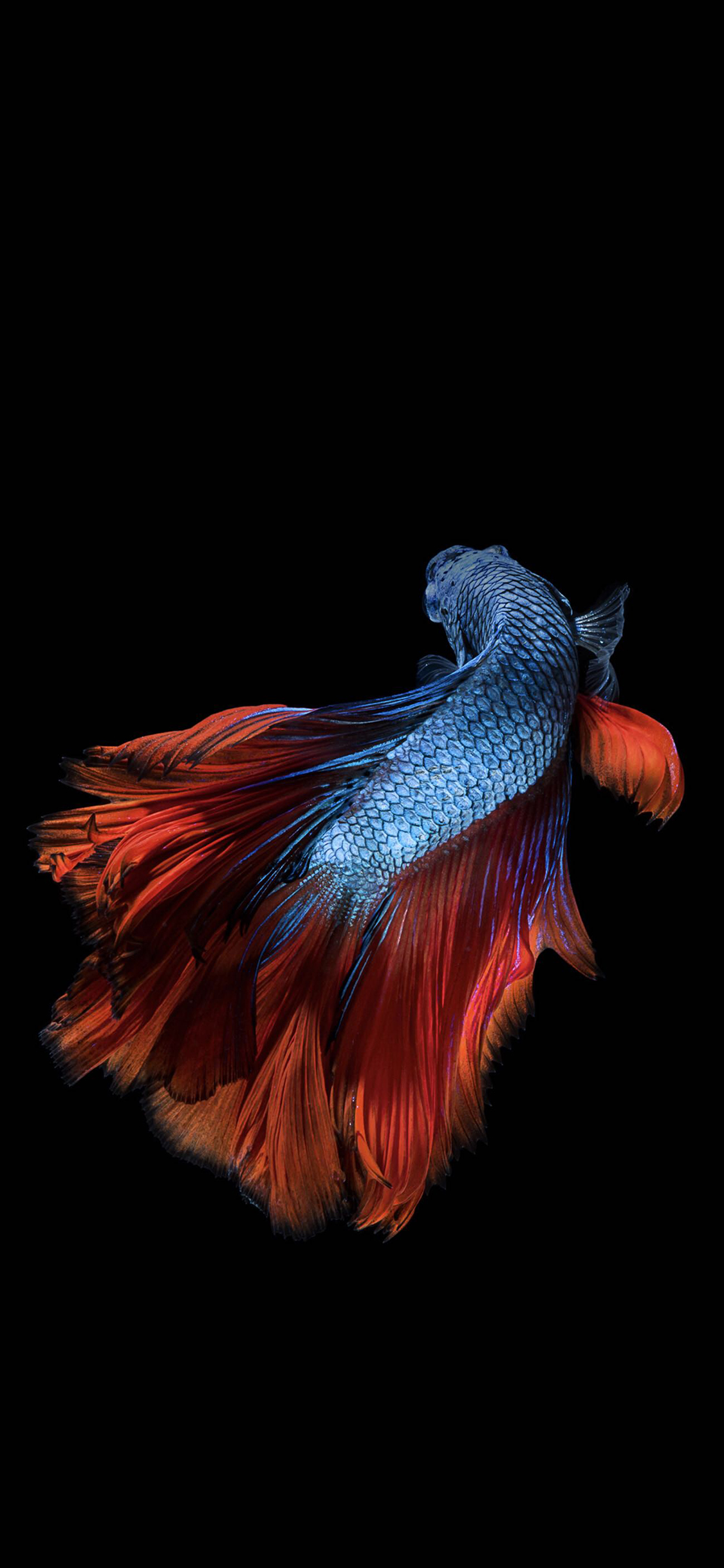 [2436×1125]斗鱼 尾巴 美丽 唯美 黑色 苹果手机壁纸图片