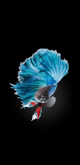 [2436x1125]斗鱼 尾巴 美丽 游动 苹果手机壁纸图片