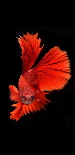 [2436x1125]斗鱼 尾巴 美丽 红黑 苹果手机壁纸图片