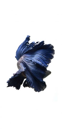 [2436x1125]斗鱼 尾巴 蓝色 美丽 唯美 苹果手机壁纸图片