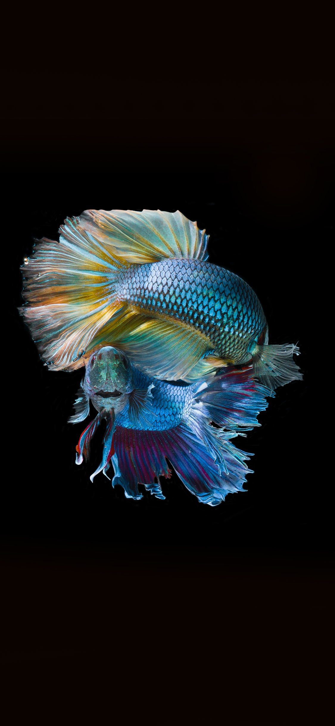 [2436×1125]斗鱼 海洋生物 鱼类 观赏鱼 热带鱼 苹果手机壁纸图片