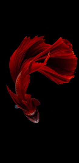 [2436x1125]斗鱼 游动 尾巴 唯美 黑 苹果手机壁纸图片