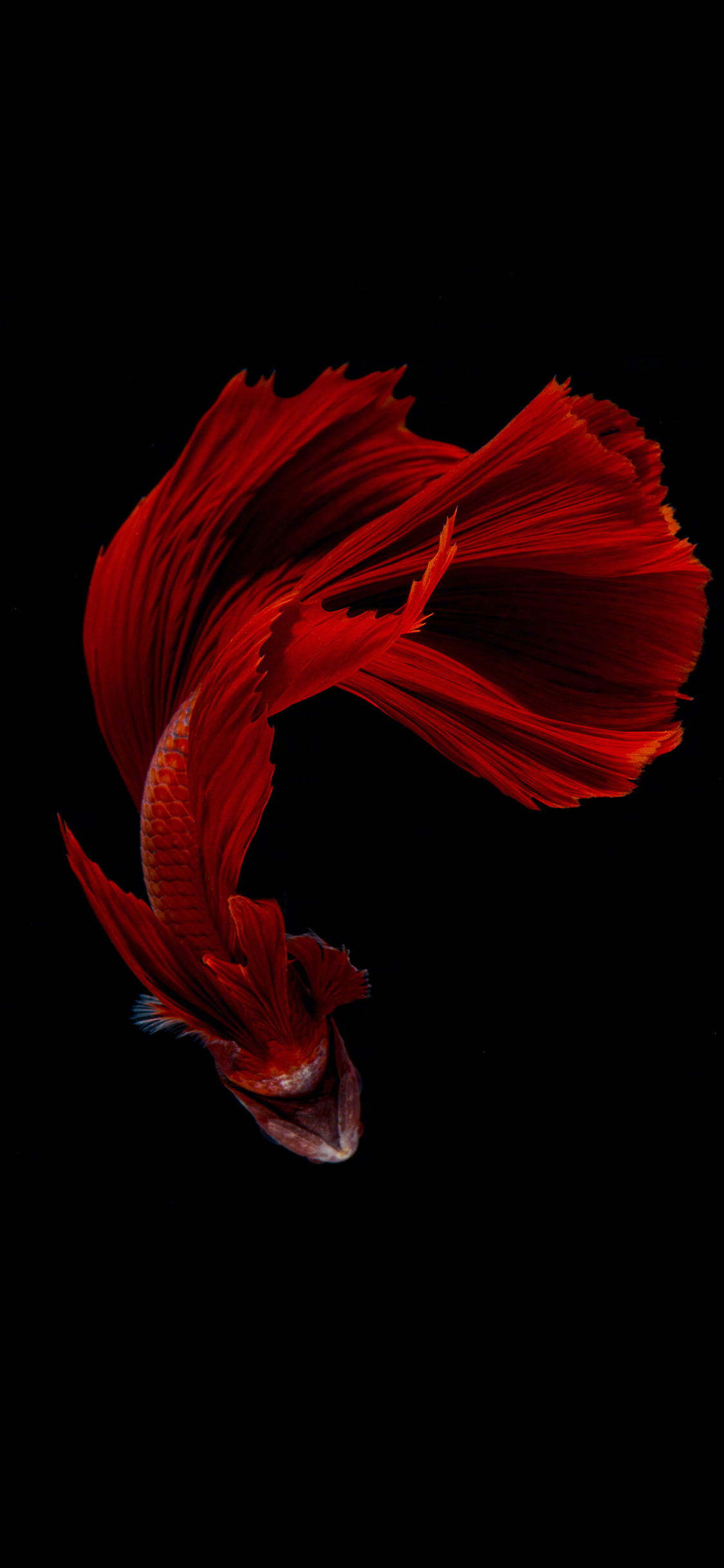 [2436×1125]斗鱼 游动 尾巴 唯美 黑 苹果手机壁纸图片