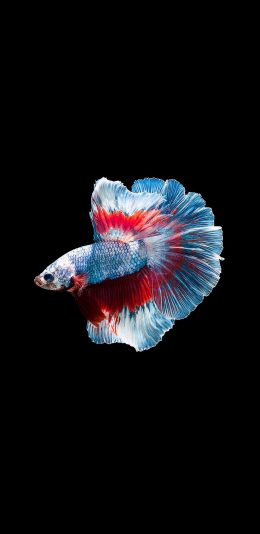 [2436x1125]斗鱼 热带 观赏鱼 特写 苹果手机壁纸图片