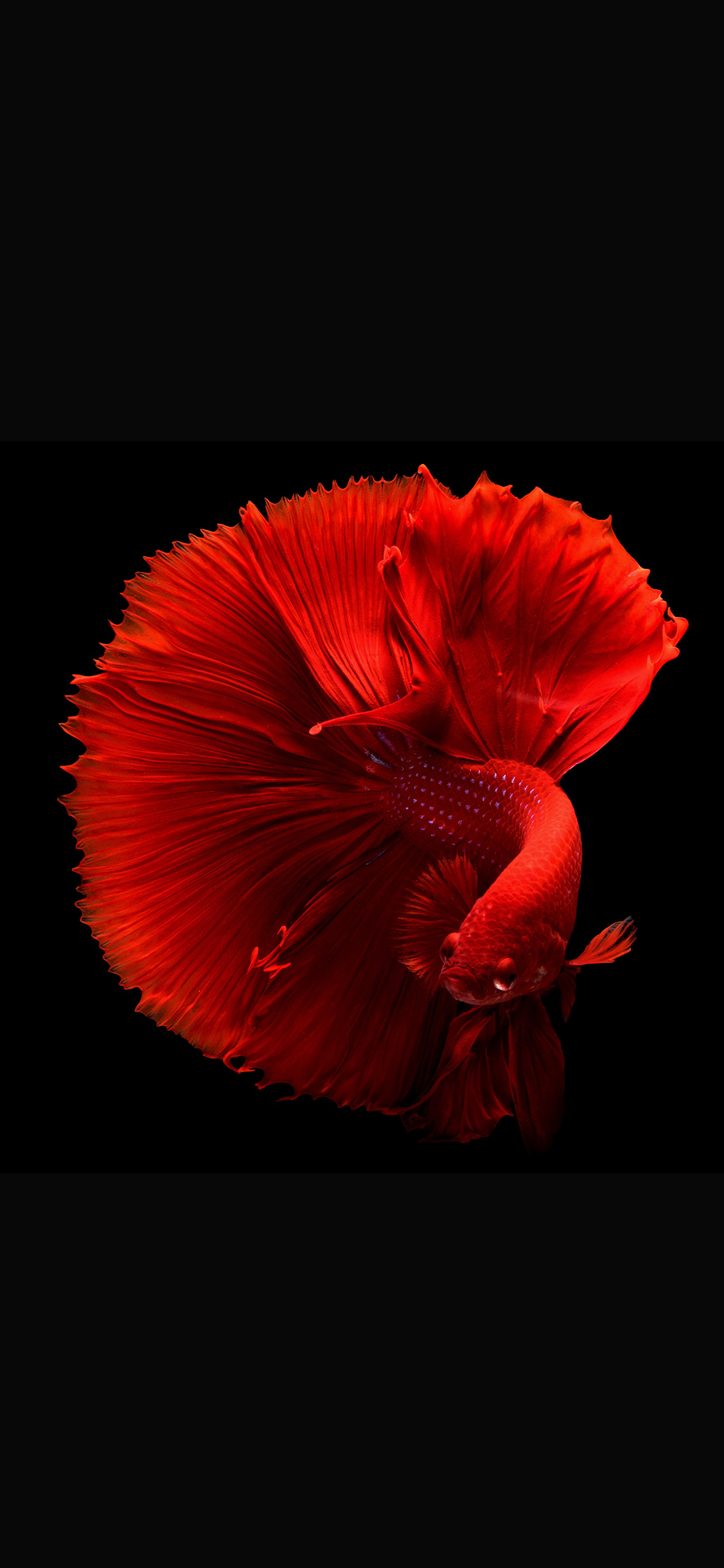 [2436×1125]斗鱼 观赏性 热带鱼 鲜艳 苹果手机壁纸图片