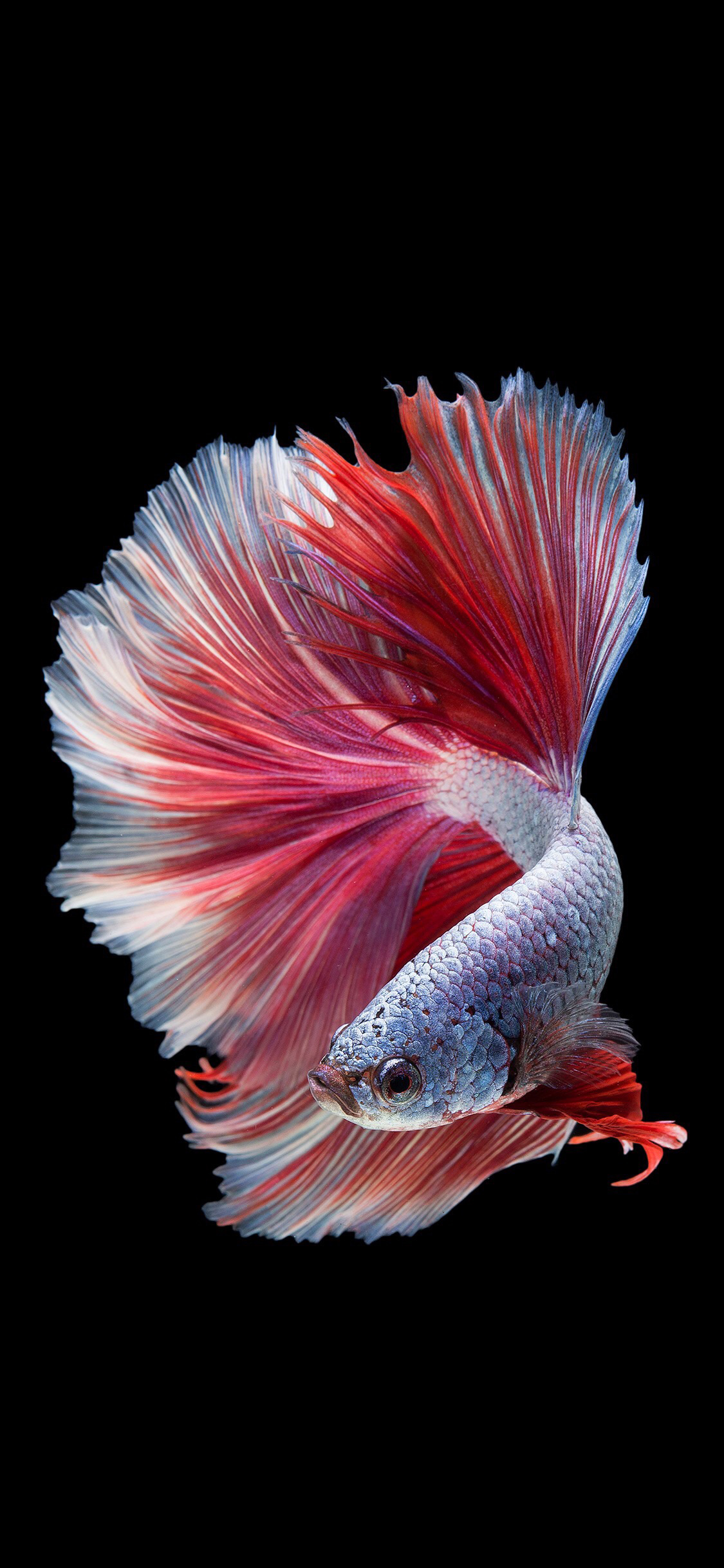 [2436×1125]斗鱼 观赏性鱼 尾巴 绚丽 苹果手机壁纸图片