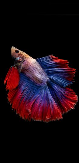 [2436x1125]斗鱼 观赏鱼 热带鱼 尾巴 苹果手机壁纸图片
