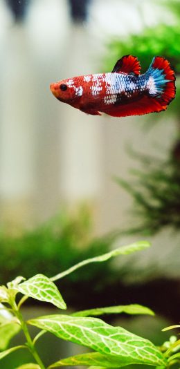 [2436x1125]斗鱼 鱼缸 观赏鱼 水草 苹果手机壁纸图片