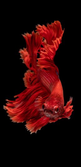 [2436x1125]斗鱼 鲜红 观赏鱼 鱼尾 苹果手机壁纸图片