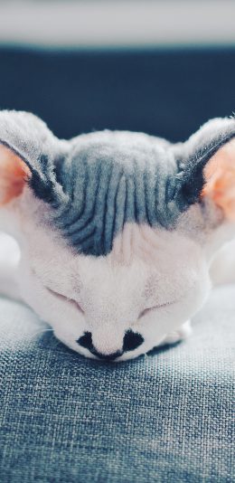[2436x1125]斯芬克斯猫 宠物 无毛猫 加拿大 苹果手机壁纸图片