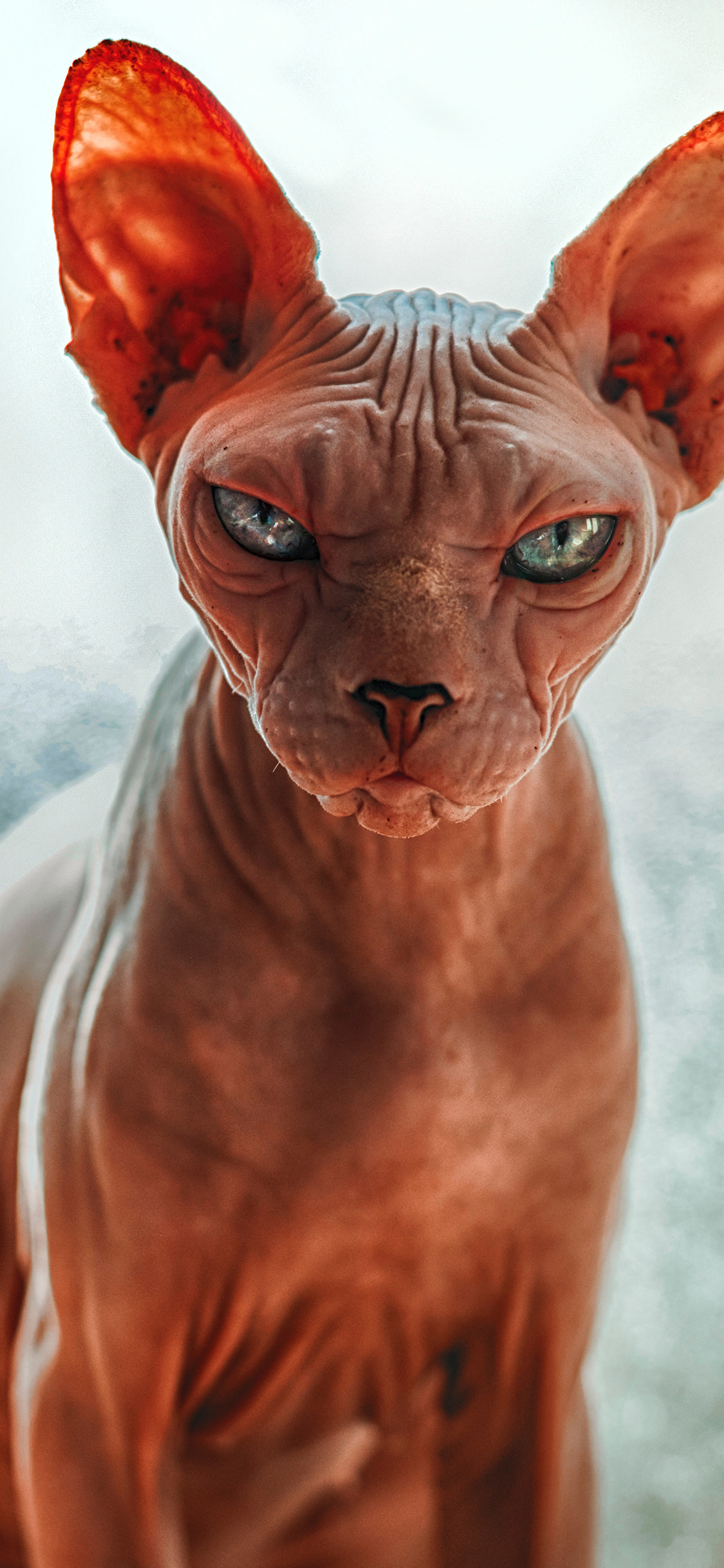 [2436×1125]斯芬克斯猫 无毛 宠物 皮肤 裸露 苹果手机壁纸图片