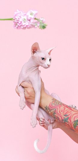 [2436x1125]无毛猫 喵星人 宠物 粉色 纹身 花臂 苹果手机壁纸图片