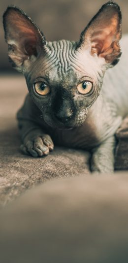 [2436x1125]无毛猫 斯芬克斯猫 褶皱 宠物 苹果手机壁纸图片