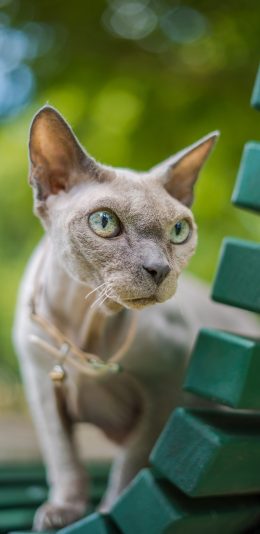 [2436x1125]无毛猫 椅子 宠物 斯芬克色猫 苹果手机壁纸图片