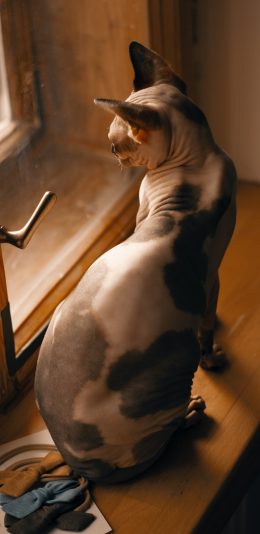 [2436x1125]无毛猫 猫咪 喵星人 宠物 窗边 苹果手机壁纸图片