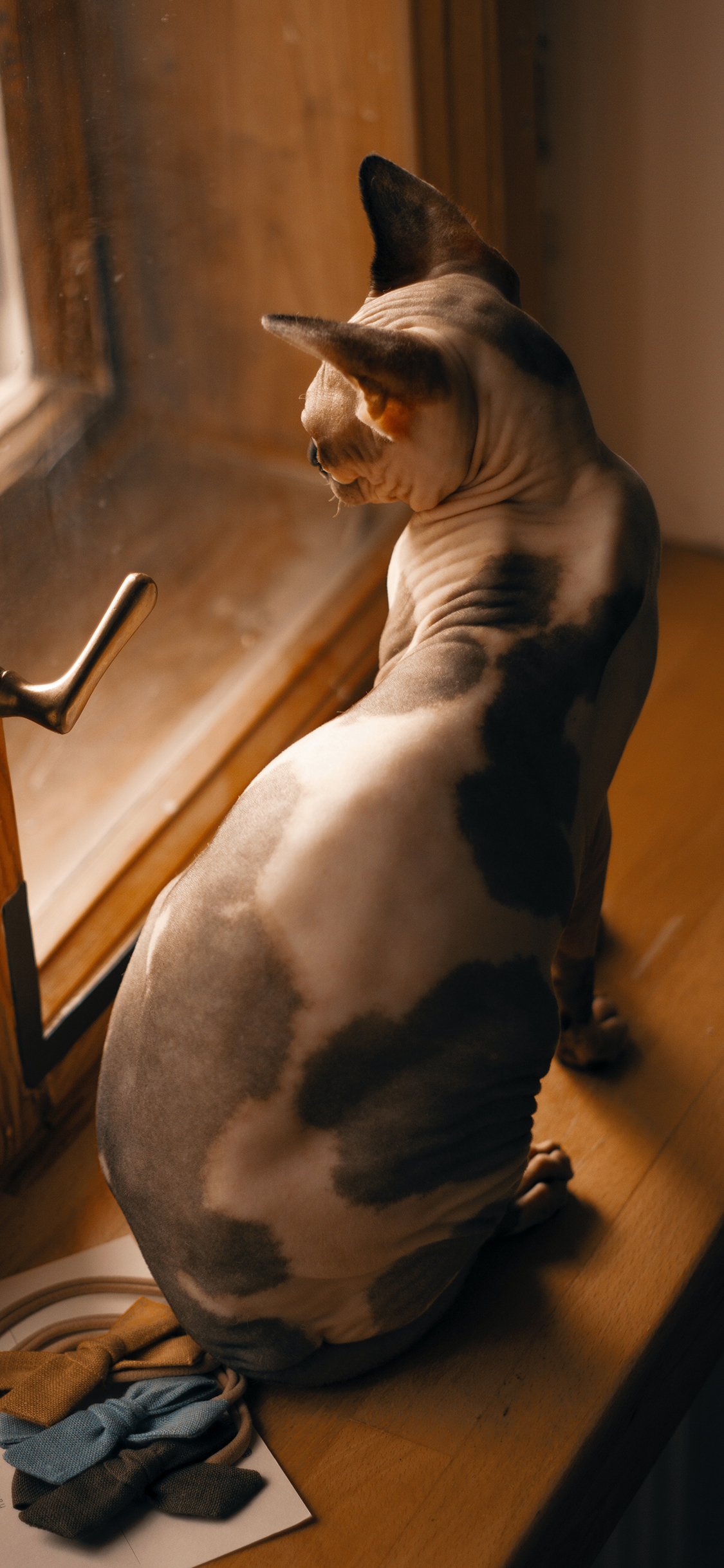 [2436×1125]无毛猫 猫咪 喵星人 宠物 窗边 苹果手机壁纸图片