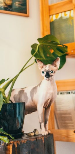 [2436x1125]无毛猫 猫咪 喵星人 宠物 龟背竹 苹果手机壁纸图片