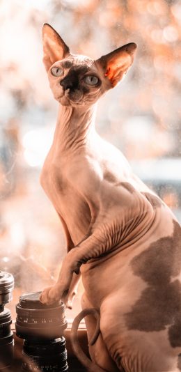 [2436x1125]无毛猫 猫咪 宠物 苹果手机壁纸图片