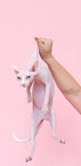 [2436x1125]无毛猫 粉色 宠物 喵星人 手 苹果手机壁纸图片