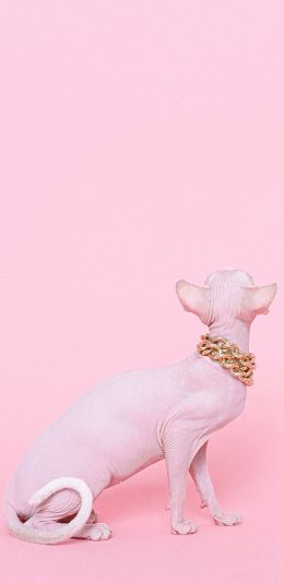[2436x1125]无毛猫 粉色 宠物 金链子 喵星人 苹果手机壁纸图片