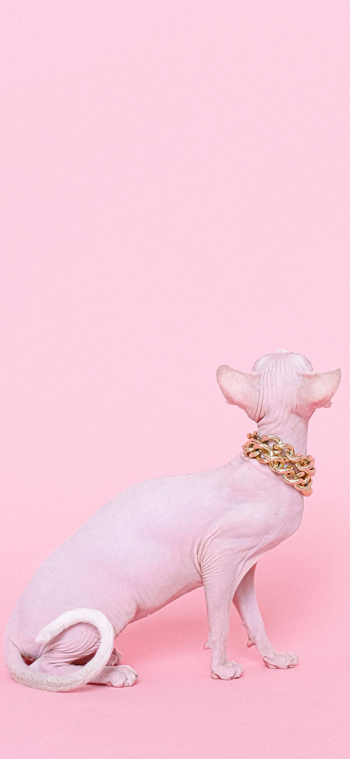 [2436×1125]无毛猫 粉色 宠物 金链子 喵星人 苹果手机壁纸图片