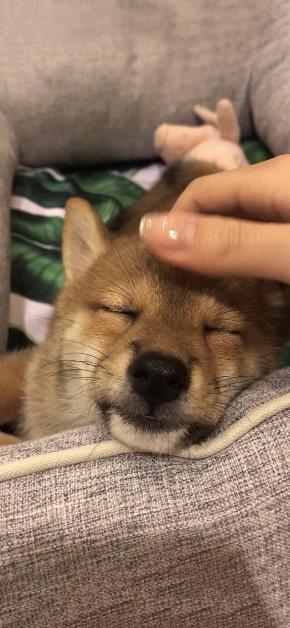 [2436×1125]日本 宠物狗 柴犬 幼犬 苹果手机壁纸图片