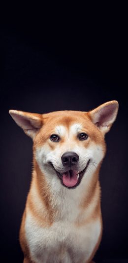 [2436x1125]日本 柴犬 宠物狗 可爱 苹果手机壁纸图片