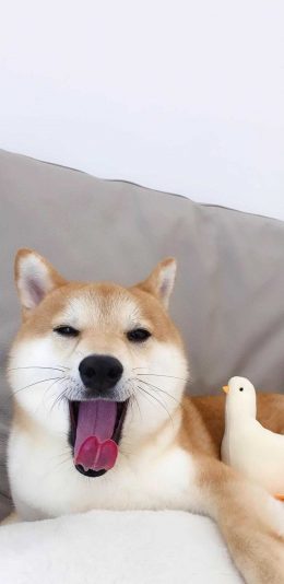 [2436x1125]日本 柴犬 秋田犬 宠物狗 苹果手机壁纸图片