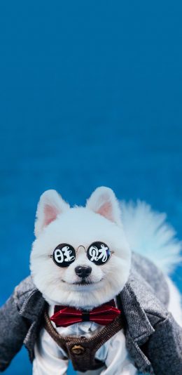[2436x1125]旺财 狗 犬 汪星人 可爱 萌 宠物 苹果手机壁纸图片