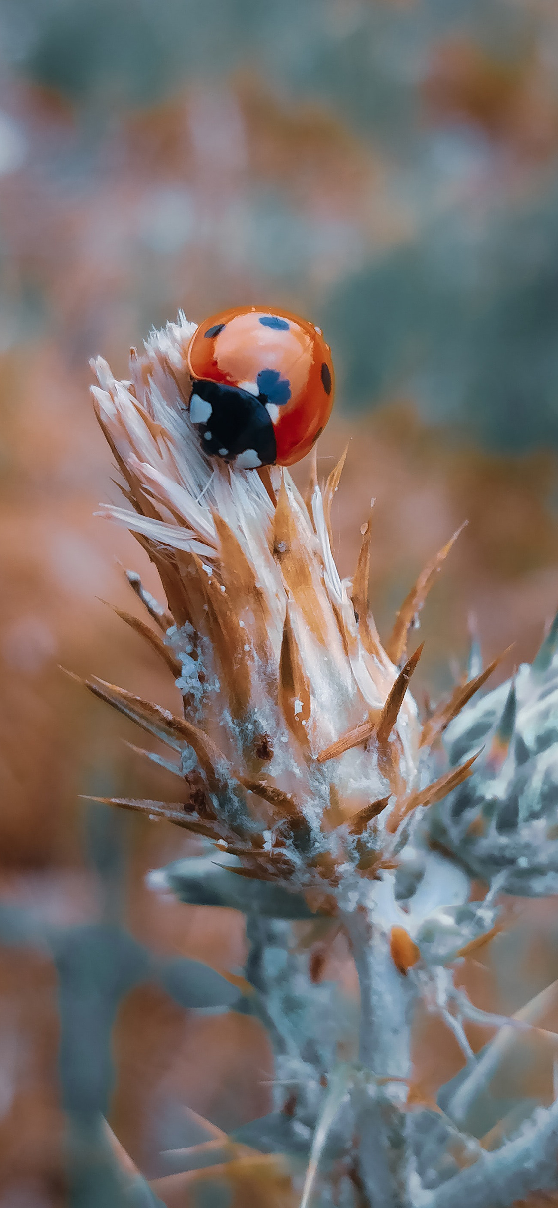 [2436×1125]昆虫 七星瓢虫 苹果手机壁纸图片
