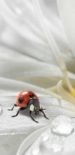 [2436x1125]昆虫 七星瓢虫 下哪壶 菊花 雨珠 苹果手机壁纸图片