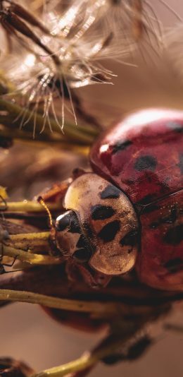 [2436x1125]昆虫 七星瓢虫 枝叶 苹果手机壁纸图片