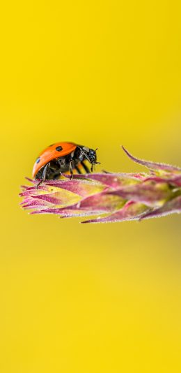 [2436x1125]昆虫 七星瓢虫 枝头 苹果手机壁纸图片