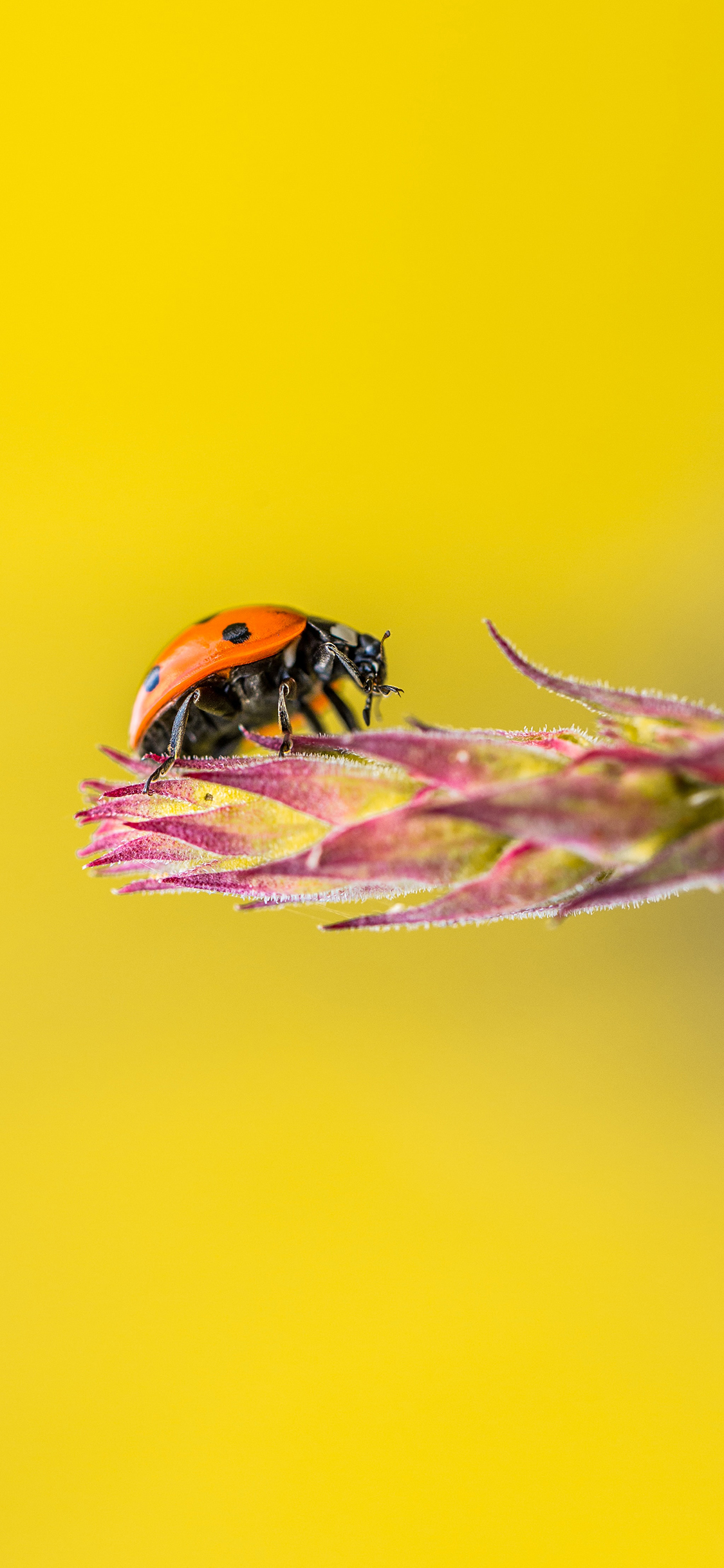[2436×1125]昆虫 七星瓢虫 枝头 苹果手机壁纸图片